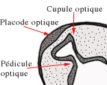 Description : placode optique